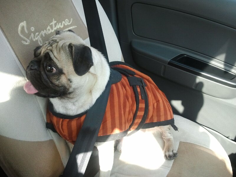 Pug Dog in Car