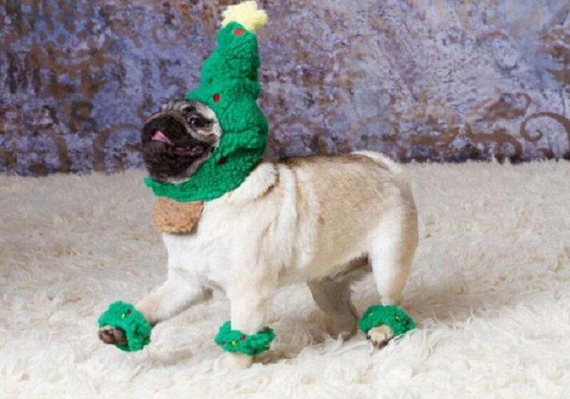 Pug Dog in Christmas Hat