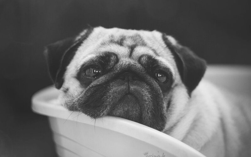 Pug Dog in Container