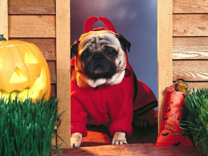 Pug Dog in Costume — Red