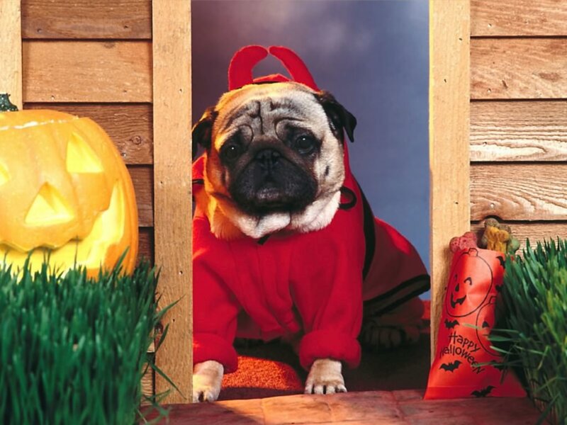 Pug Dog in Costume