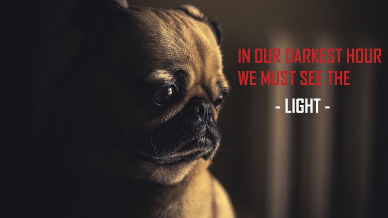 Pug Dog in Dim Light — Brown, Dramatic, Night
