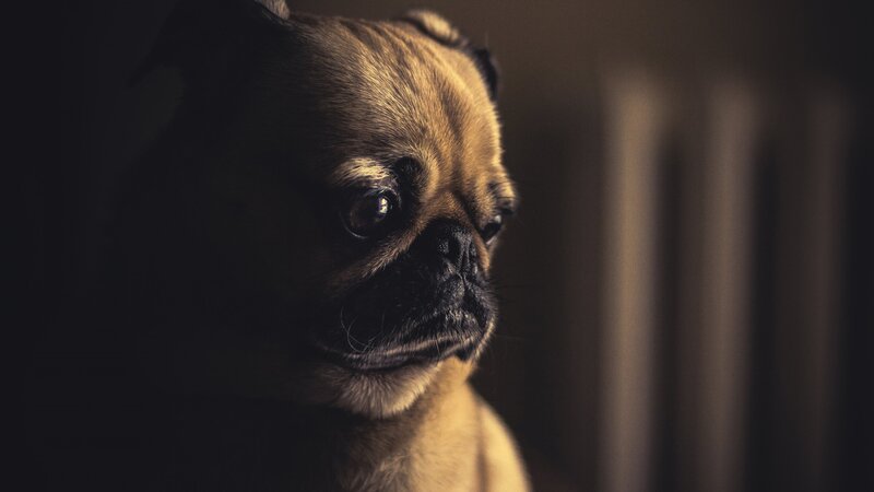 Pug Dog in Dim Light — Brown, Dramatic