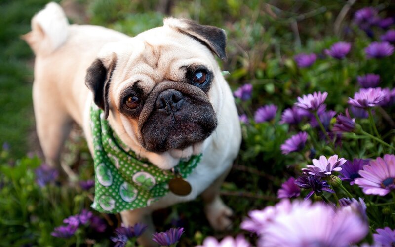 Pug Dog in Flowers — Purple, Calm