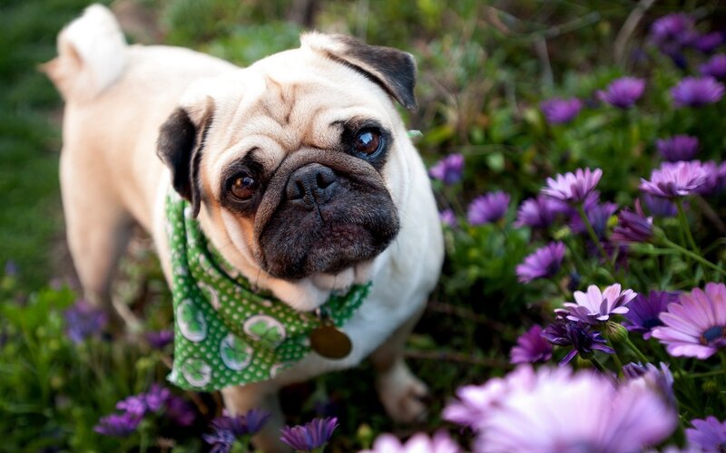 Pug Dog in Flowers — Purple