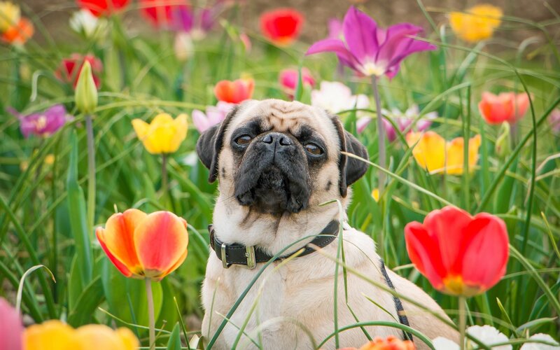 Pug Dog in Flowers — Red