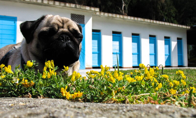Pug Dog in Flowers — Yellow