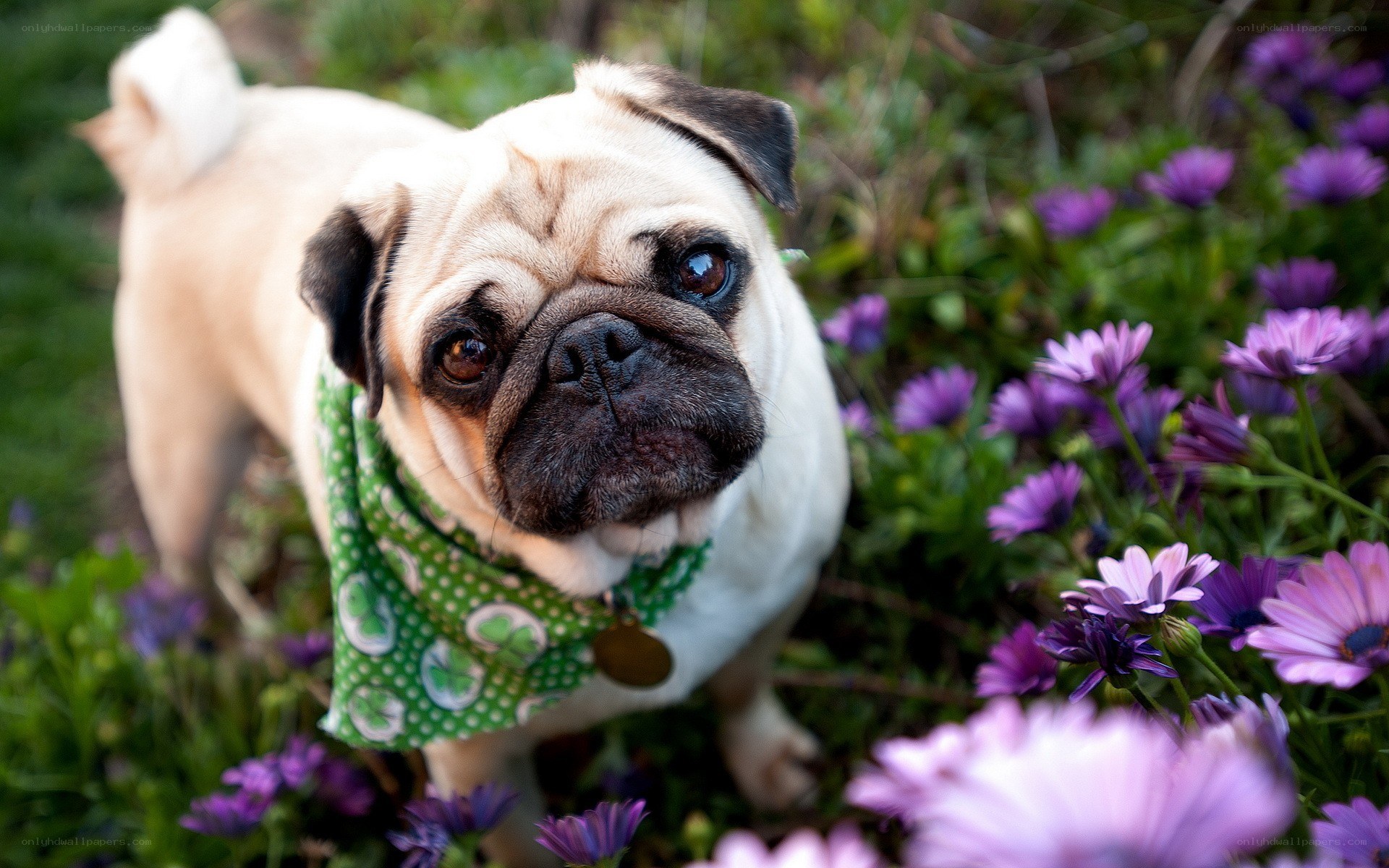 Pug dog in flowers