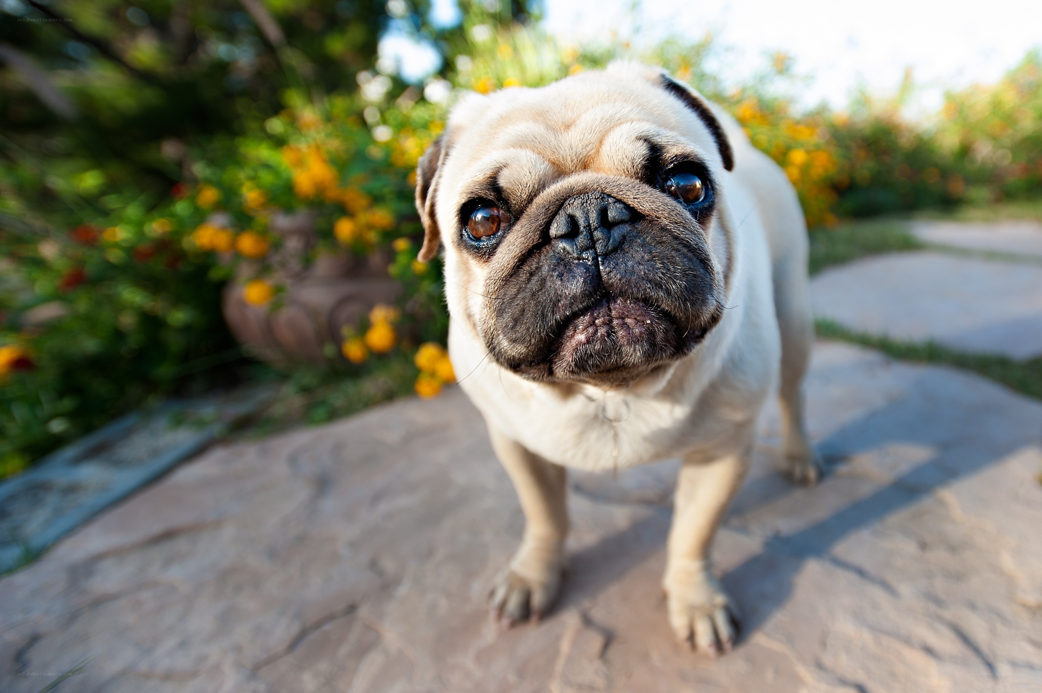 Pug dog in garden
