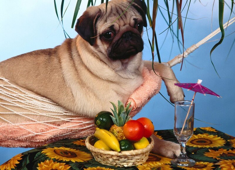 Pug Dog in Hammock