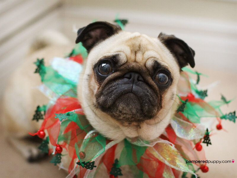 Pug Dog in Holiday Wreath