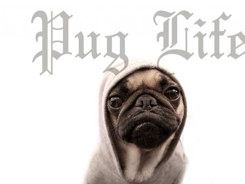 Pug Dog in Hoodie