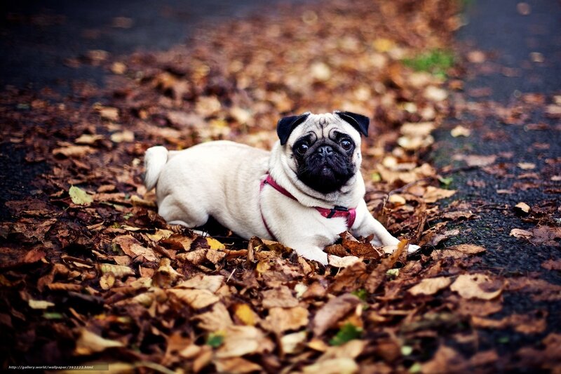 Pug Dog in Leaves — Brown