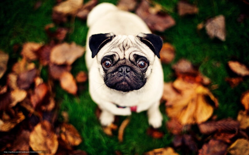Pug Dog in Leaves — Green