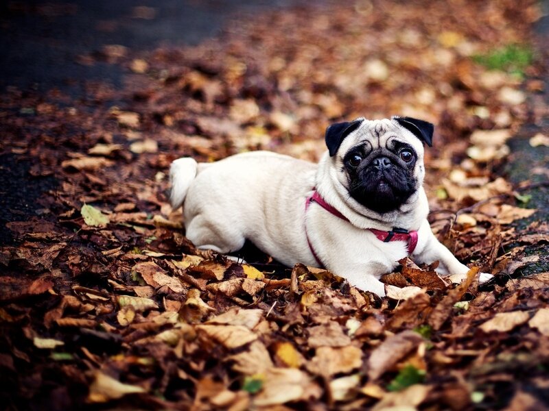 Pug Dog in Leaves