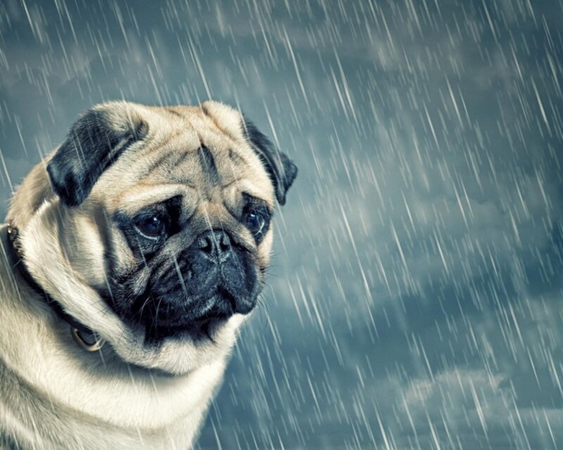 Pug Dog in Rain