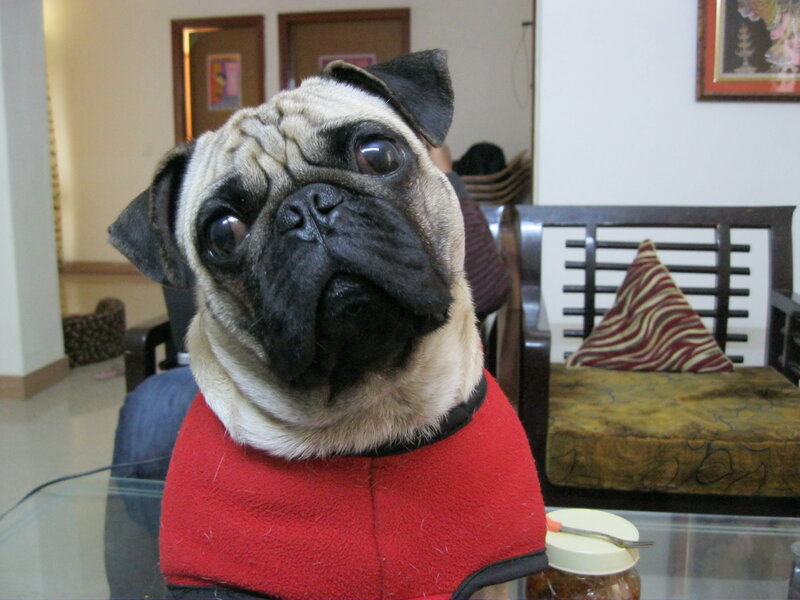Pug Dog in Red Vest