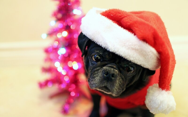 Pug Dog in Santa Hat — Red