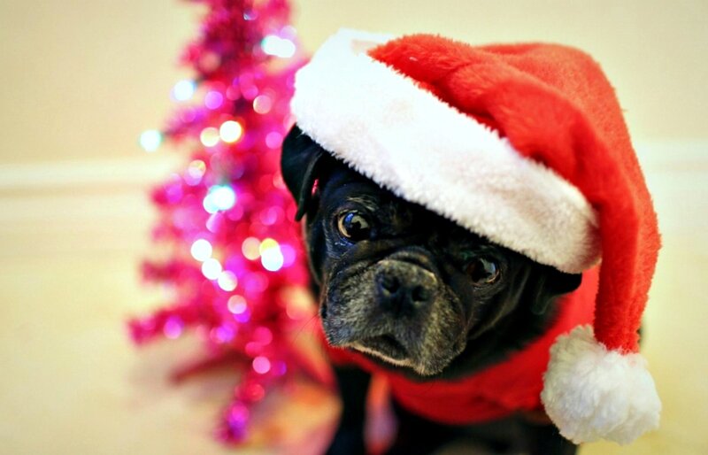 Pug Dog in Santa Hat