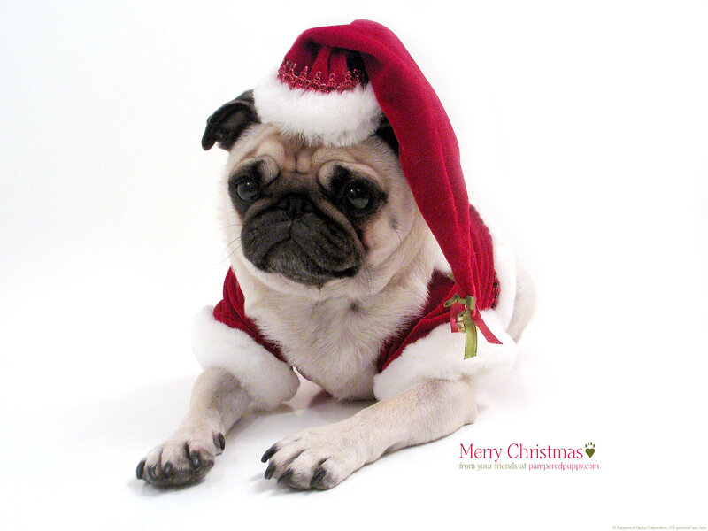Pug Dog in Santa Outfit