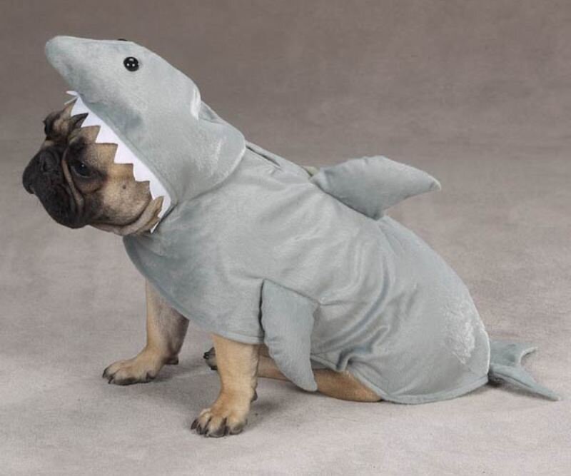 Pug Dog in Shark Costume
