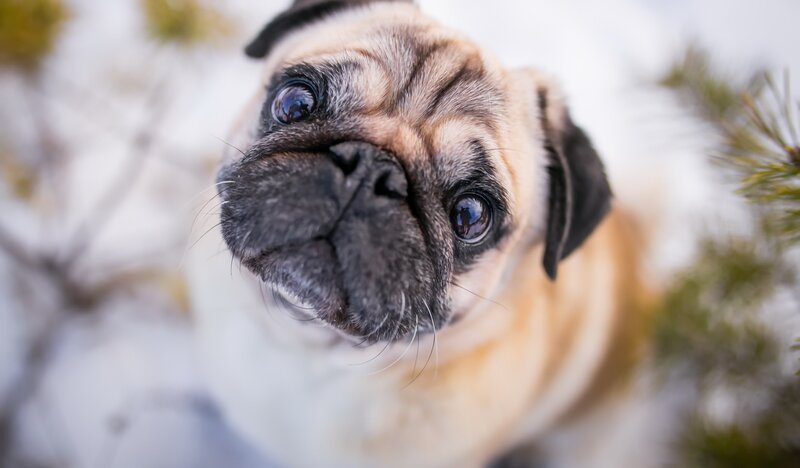 Pug Dog in Snow — Beige