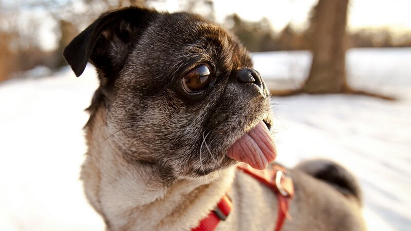 Pug Dog in Snow — Black, Calm