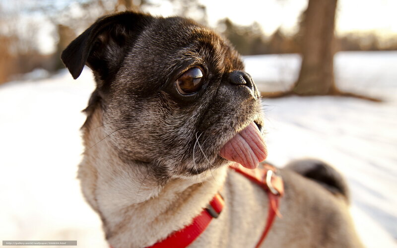 Pug Dog in Snow — Brown