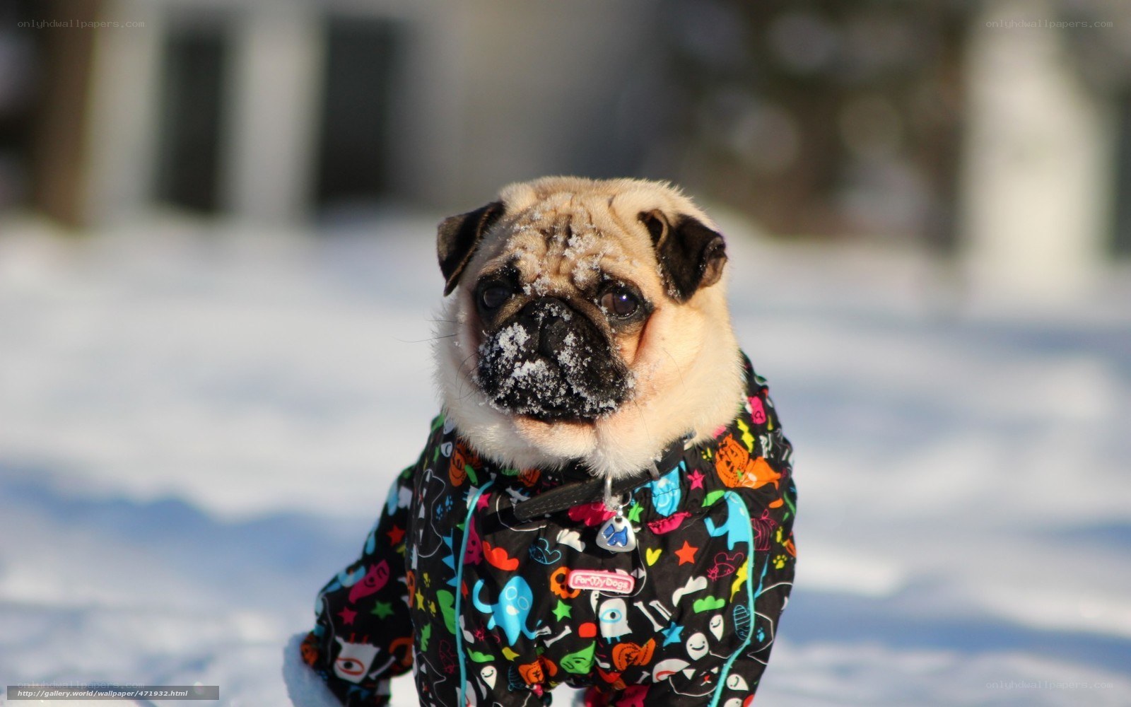 pug dog in snow jacket