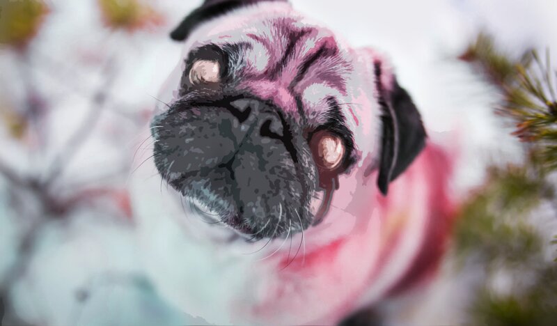 Pug Dog in Snow — White