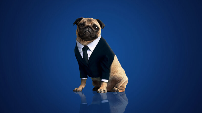 Pug Dog in Suit — Blue