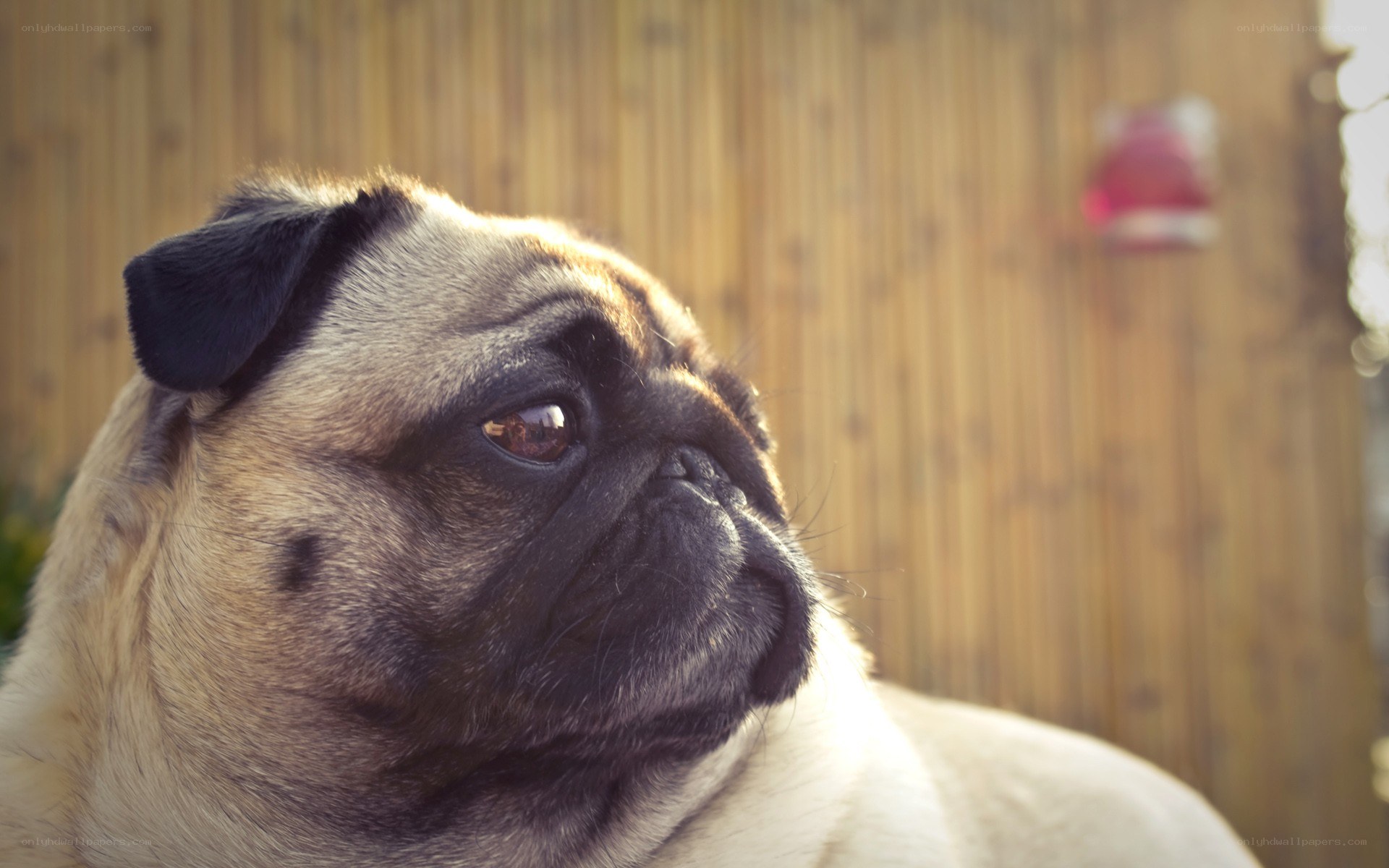 pug dog in sunlight