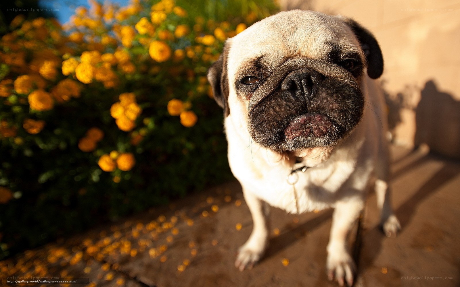 Pug dog in sunlight