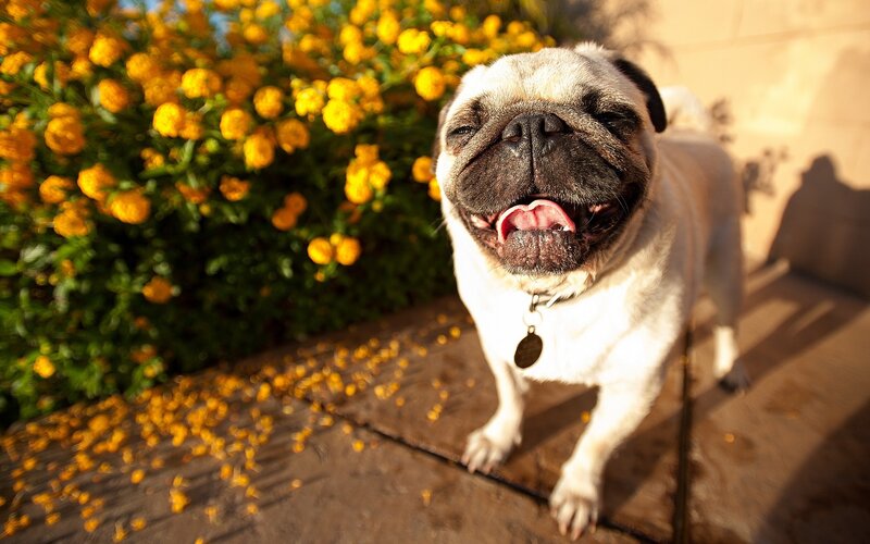 Pug dog in sunny garden