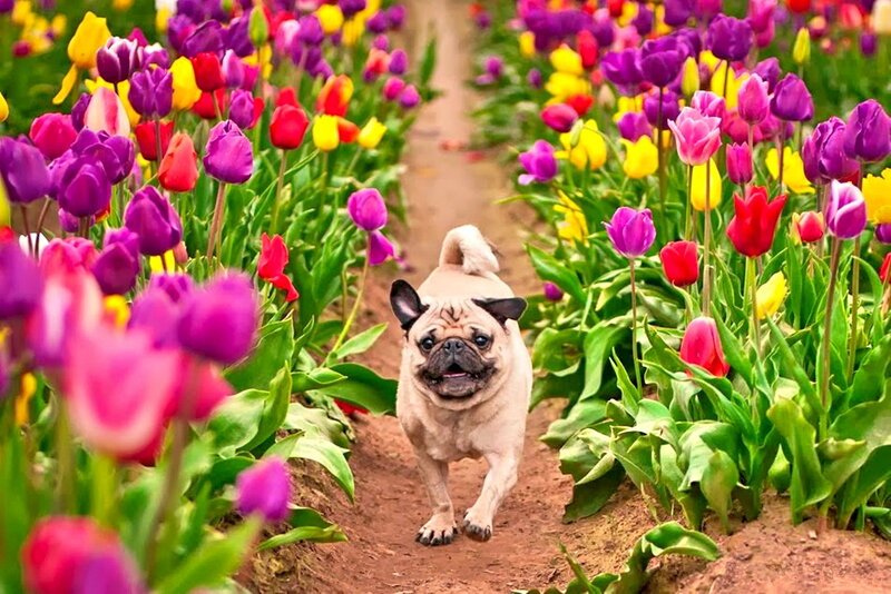 Pug Dog in Tulip Field