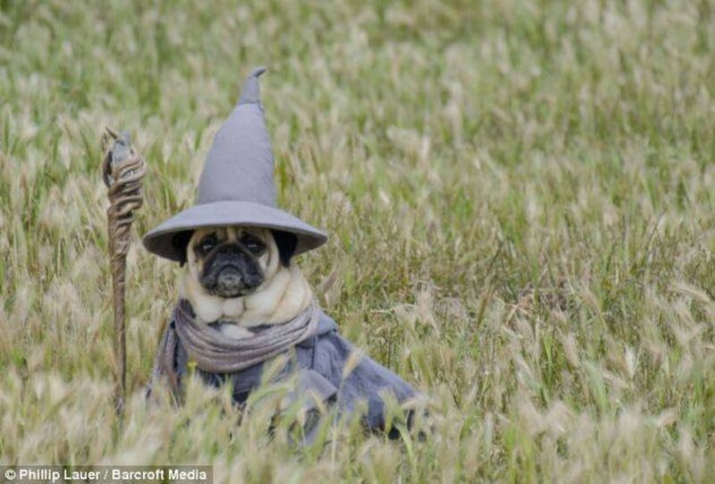 Pug Dog in Wizard Costume