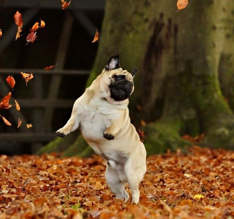 Pug Dog Jumping