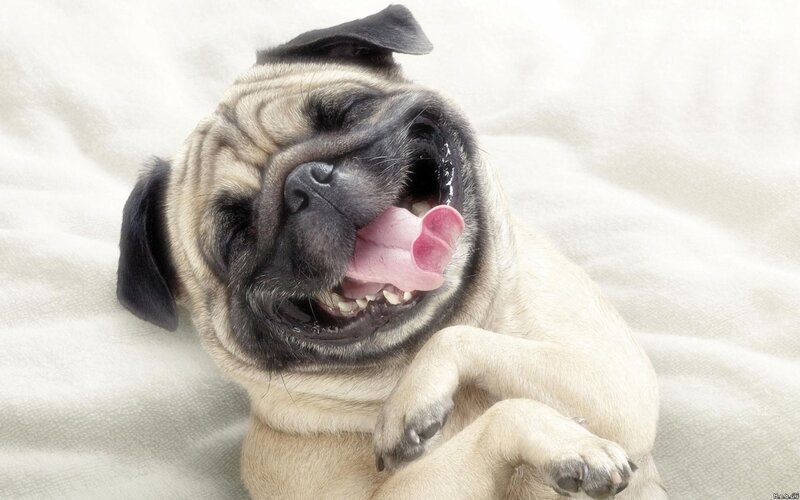 Pug Dog Laughing — Beige, Playful