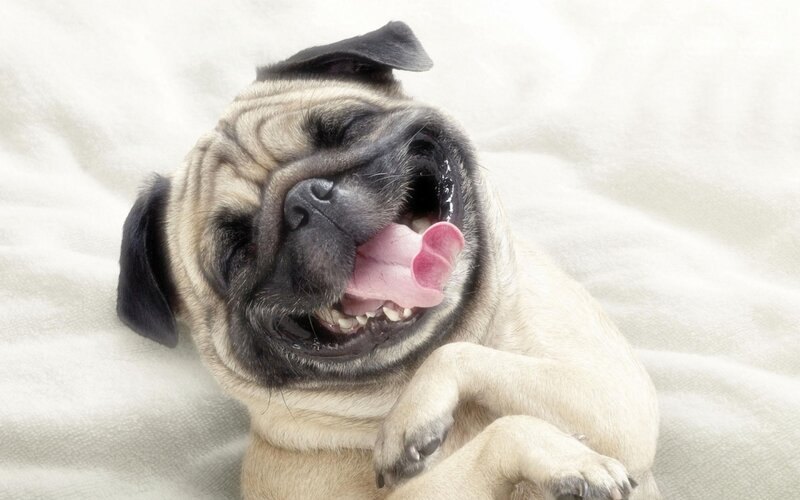 Pug Dog Laughing — Beige