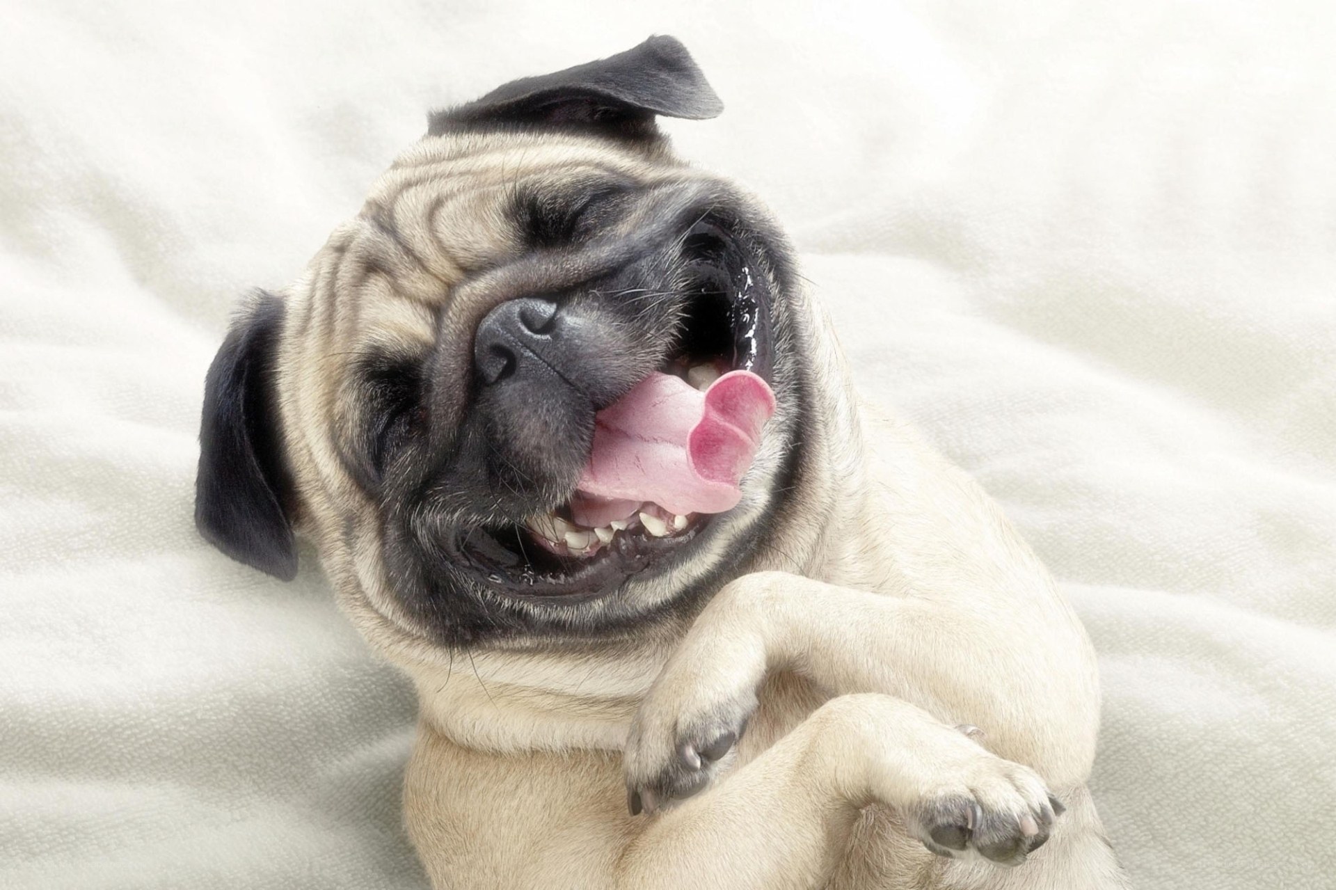 pug dog laughing on blanket