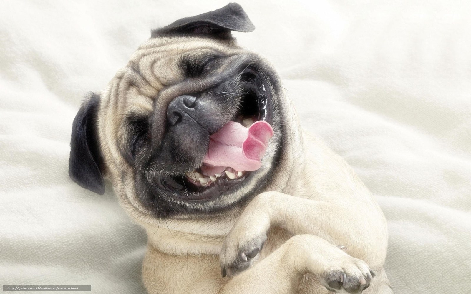 pug dog laughing