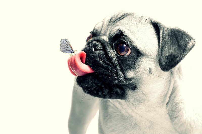 Pug Dog Licking Butterfly