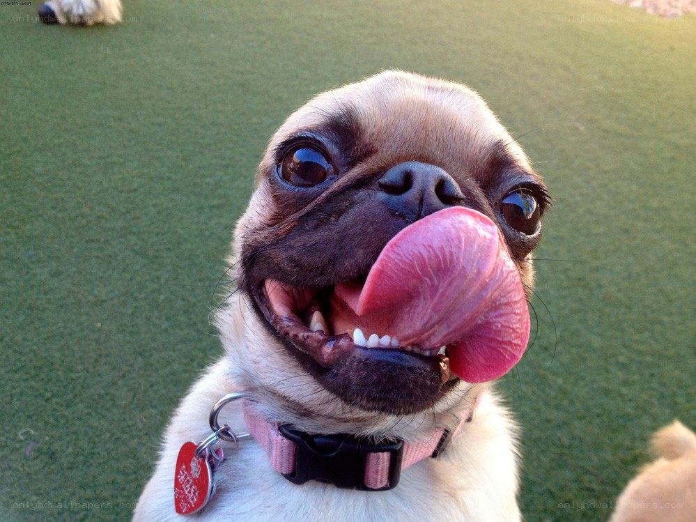 pug dog licking its nose