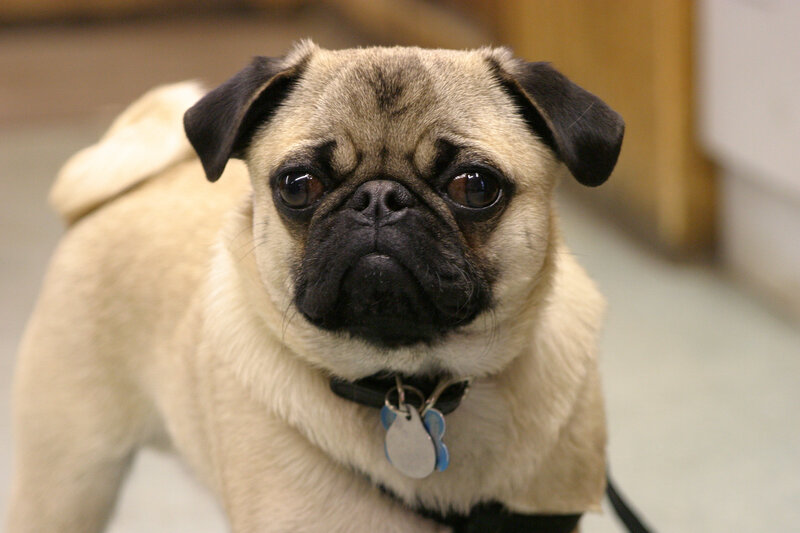 pug dog looking at camera