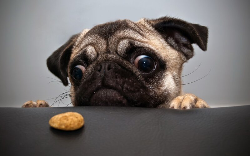 pug dog looking at treat