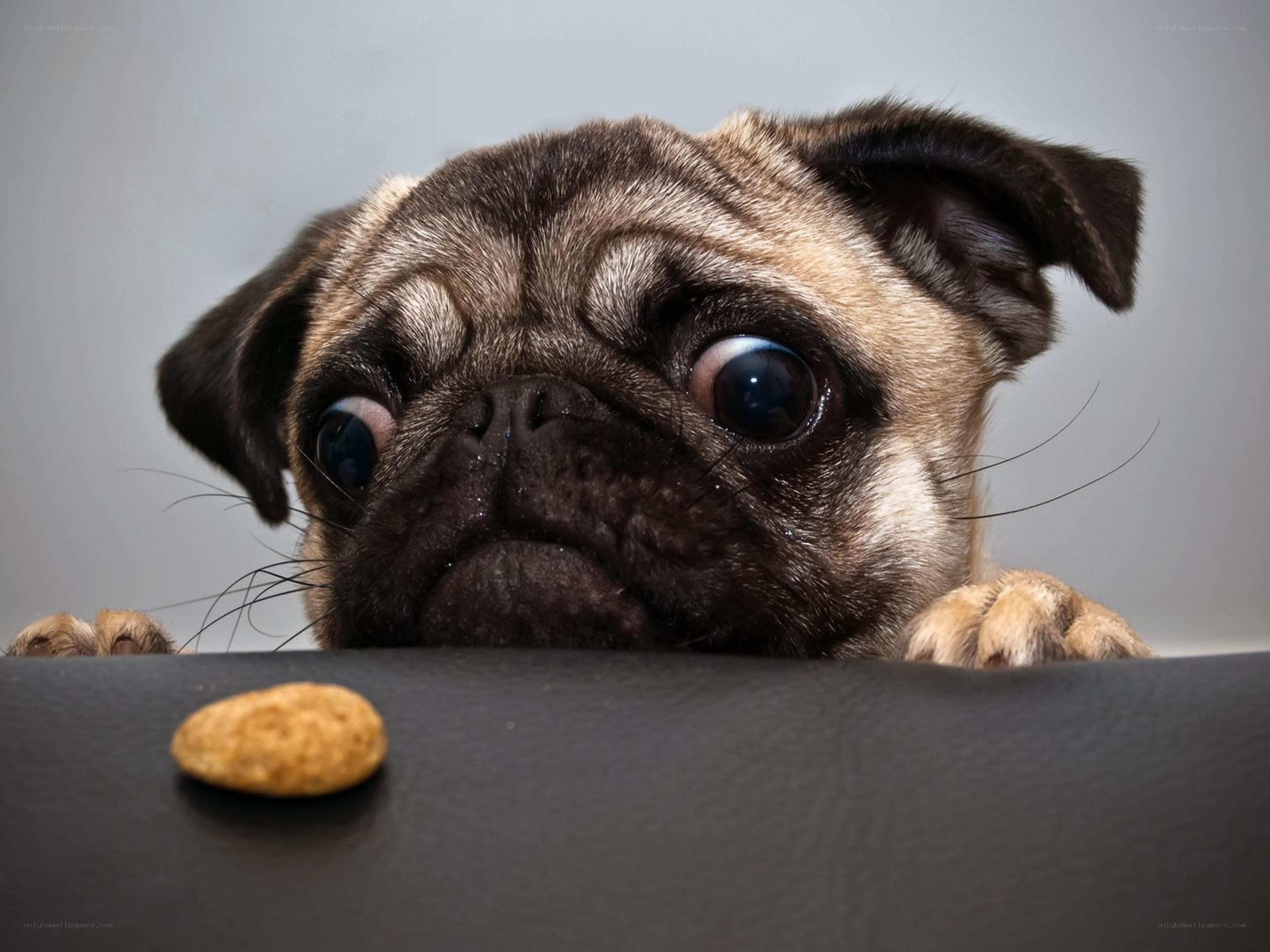 pug dog looking at treat