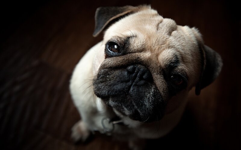 pug dog looking up