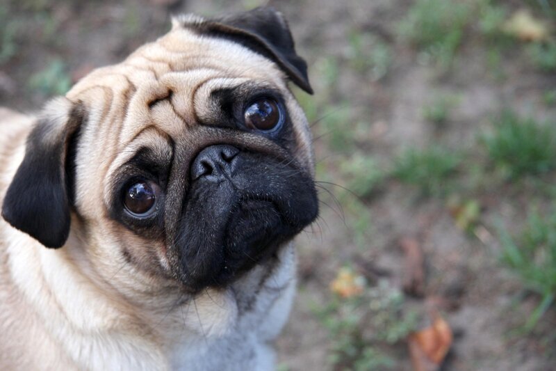 pug dog looking up