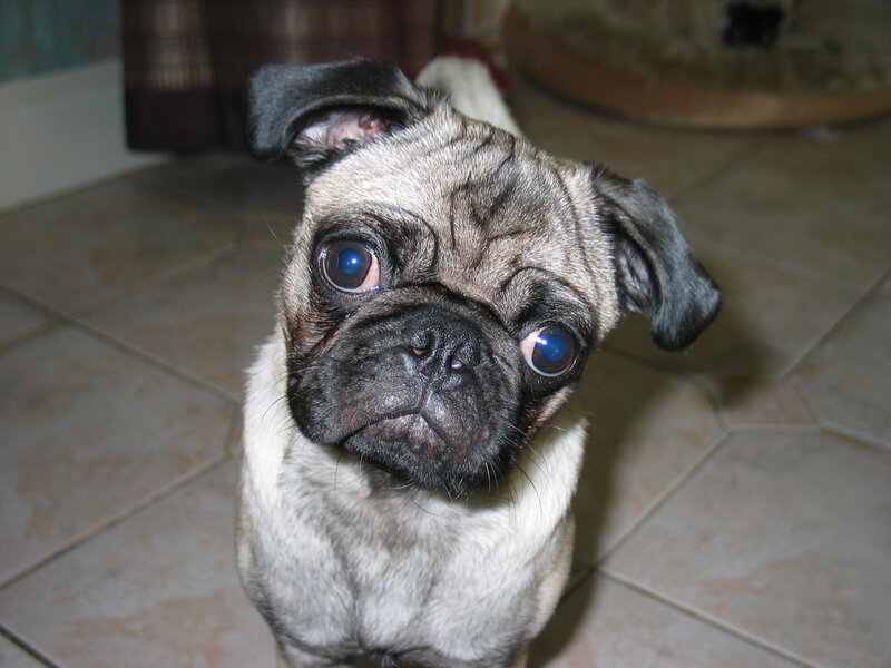 pug dog looking up