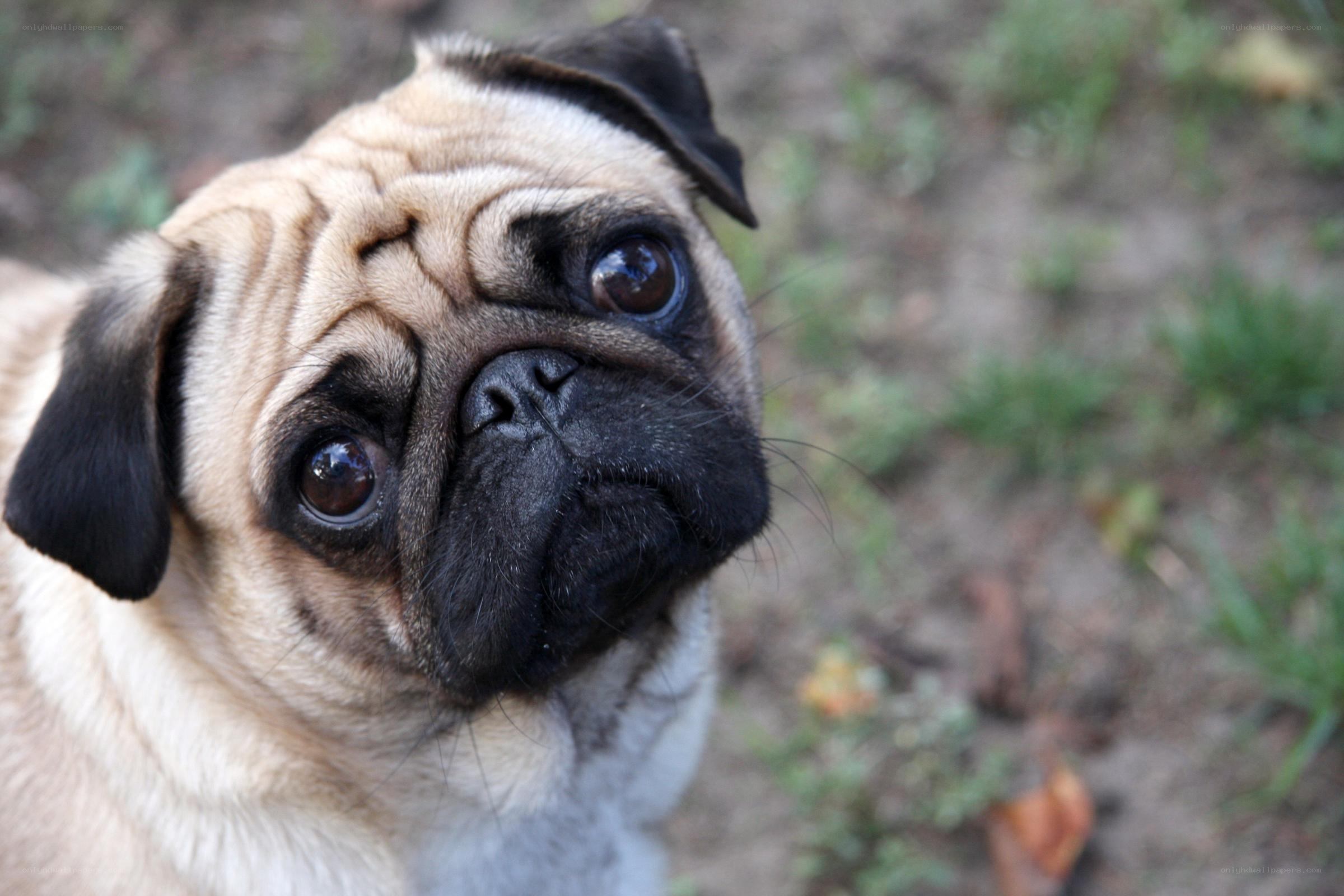 pug dog looking up